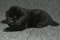 SZF2, a female Akita for sale in Anza, CA – Photo 8 of 9