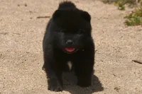 SZF3, a female Akita for sale in Anza, CA – Photo 6 of 10