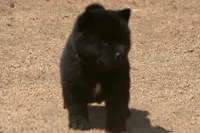 SZF3, a female Akita for sale in Anza, CA – Photo 9 of 10