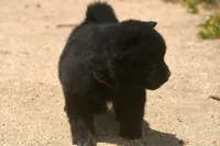 SZF3, a female Akita for sale in Anza, CA – Photo 5 of 10