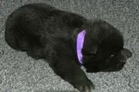 SZF2, a female Akita for sale in Anza, CA – Photo 4 of 9