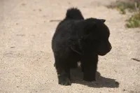 SZF3, a female Akita for sale in Anza, CA – Photo 10 of 10