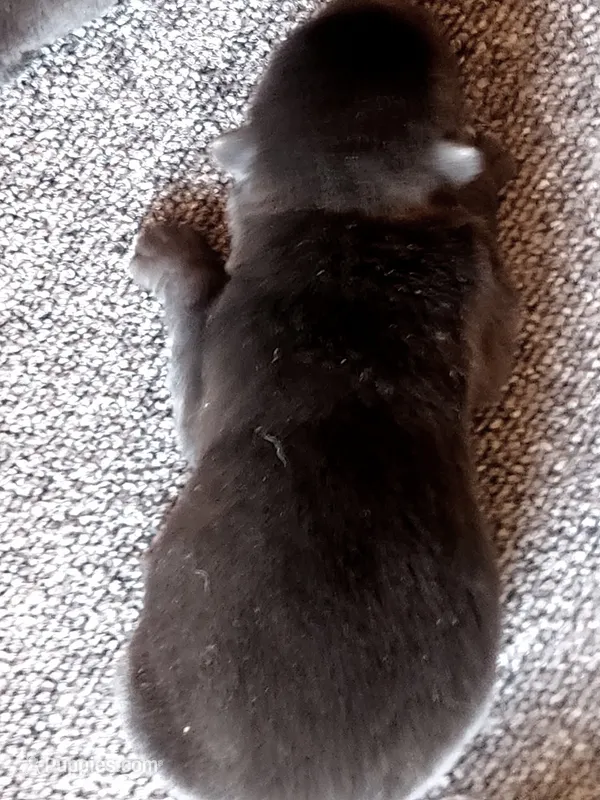 NTM0 SOLID JET BLACK – Akita puppy for sale in Anza, CA