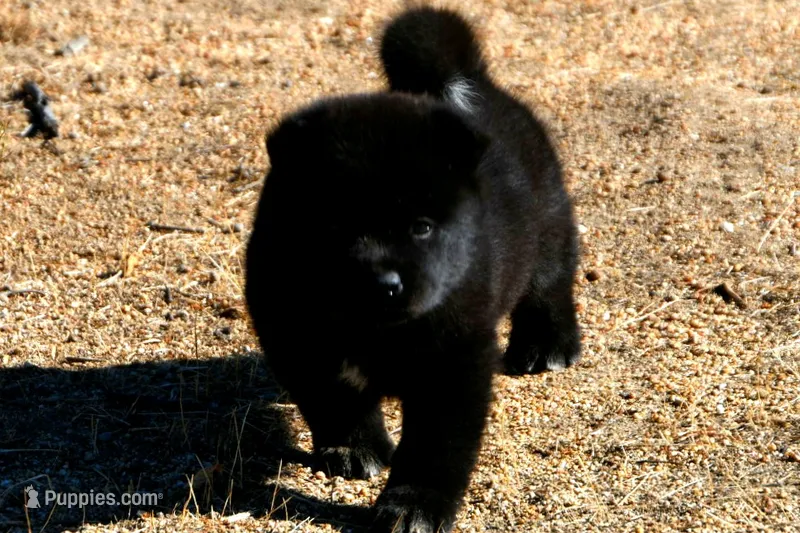 PKF1 – Akita puppy for sale in Anza, CA