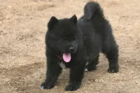 NTF1, a female Akita for sale in Anza, CA – 5 of 10
