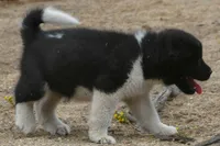 LFM1 HOLD, a male Akita for sale in Anza, CA – 5 of 7