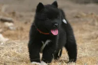 NTF3, a female Akita for sale in Anza, CA – 4 of 8