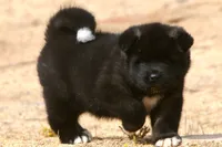 DMF1 SOLD MELISSA, a female Akita for sale in Anza, CA – 4 of 9