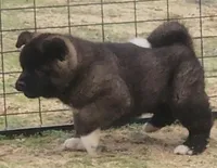 DMM1 HOLD HACHI JEFTE/HAZEL, a male Akita for sale in Anza, CA – 10 of 10