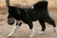 WMF3, a female Akita for sale in Anza, CA – 5 of 10