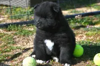 BKM2 LC , a male Akita for sale in Anza, CA – Photo 2 of 10