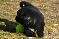 BKM2 LC , a male Akita for sale in Anza, CA – Photo 8 of 10