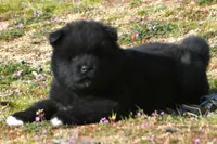 BKM2 LC , a male Akita for sale in Anza, CA – Photo 3 of 10