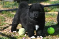 BKM2 LC , a male Akita for sale in Anza, CA – Photo 7 of 10