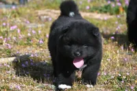 BKM2 LC , a male Akita for sale in Anza, CA – Photo 9 of 10