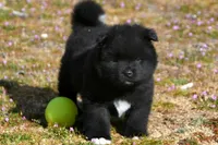 BKM2 LC , a male Akita for sale in Anza, CA – Photo 1 of 10
