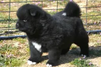 BKM2 LC , a male Akita for sale in Anza, CA – Photo 6 of 10