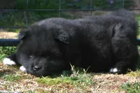 BKM2 LC , a male Akita for sale in Anza, CA – Photo 5 of 10