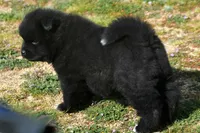 BKM2 LC , a male Akita for sale in Anza, CA – Photo 4 of 10