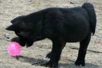 NTF1, a female Akita for sale in Anza, CA – 2 of 9