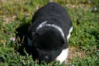 IHF3, a female Akita for sale in Anza, CA – Photo 2 of 4