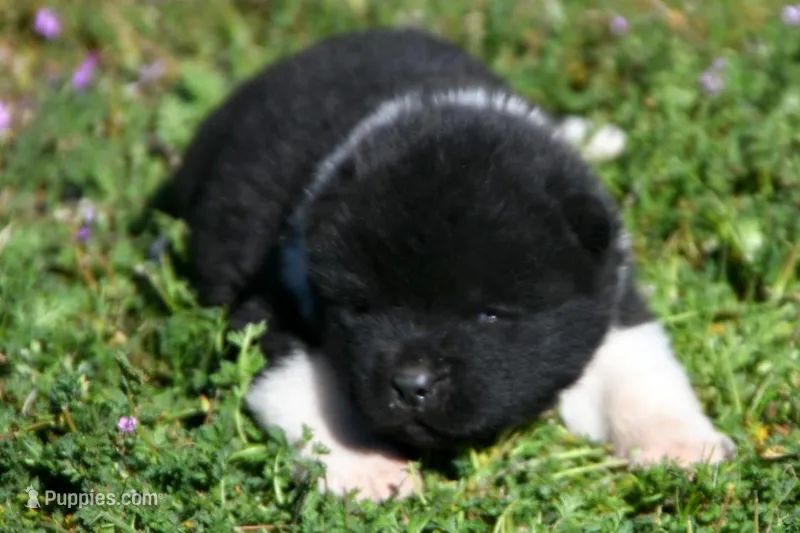 IHF3 – Akita puppy for sale in Anza, CA