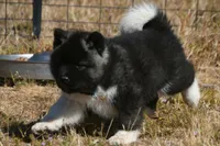 IHF3, a female Akita for sale in Anza, CA – Photo 3 of 10