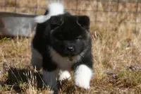 IHF3, a female Akita for sale in Anza, CA – Photo 2 of 10