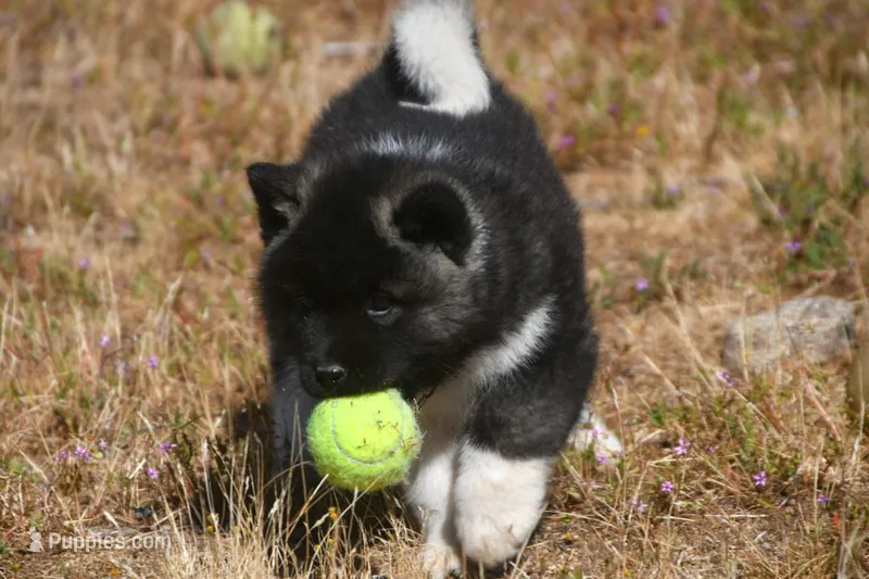 IHF3 – Akita puppy for sale in Anza, CA