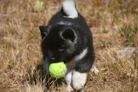 IHF3, a female Akita for sale in Anza, CA – Photo 1 of 10