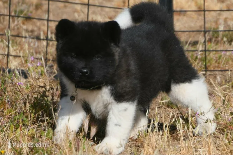 IHF3 – Akita puppy for sale in Anza, CA