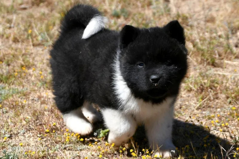 IHF3 – Akita puppy for sale in Anza, CA