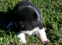 IHF3, a female Akita for sale in Anza, CA – Photo 3 of 4