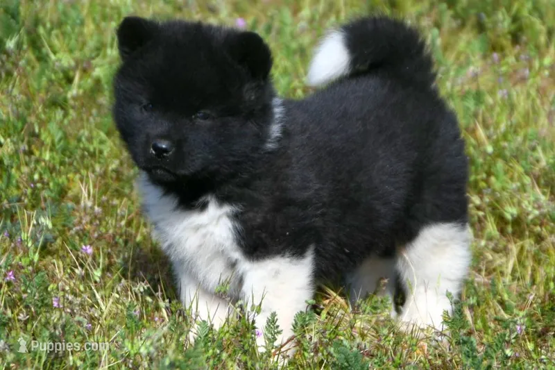 IHF3 – Akita puppy for sale in Anza, CA