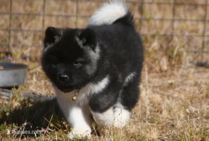 IHF3 – Akita puppy for sale in Anza, CA