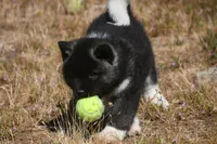 IHF3, a female Akita for sale in Anza, CA – Photo 10 of 10