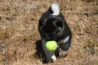 IHF3, a female Akita for sale in Anza, CA – Photo 9 of 10