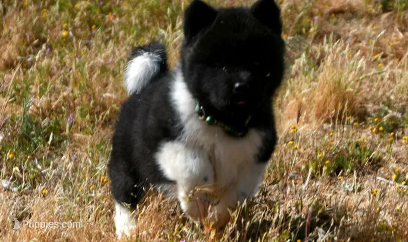 IHF3 – Akita puppy for sale in Anza, CA