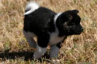 IHF3, a female Akita for sale in Anza, CA – Photo 4 of 10