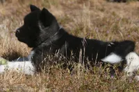 IHF3, a female Akita for sale in Anza, CA – Photo 6 of 10
