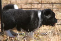 IHF3, a female Akita for sale in Anza, CA – Photo 8 of 10