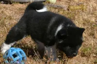 IHF3, a female Akita for sale in Anza, CA – Photo 7 of 10