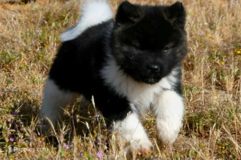 IHF3 – Akita puppy for sale in Anza, CA