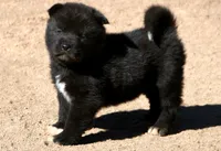 EOM3 , a male Akita for sale in Anza, CA – 10 of 10