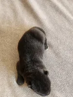NTM2 RESERVED, a male Akita for sale in Anza, CA – 5 of 6