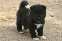 NTF2, a female Akita for sale in Anza, CA – 2 of 8