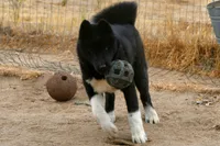 WMF3, a female Akita for sale in Anza, CA – 3 of 10