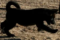 NTM1, a male Akita for sale in Anza, CA – 6 of 10