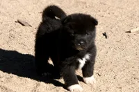 EOM1 LUFFY BRANDON, a male Akita for sale in Anza, CA – 4 of 10