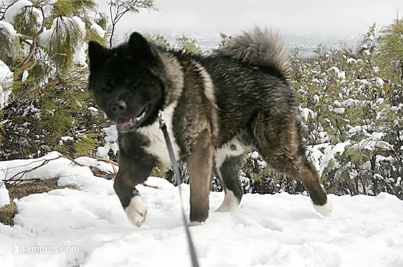 EOF3 HOLD – Akita puppy for sale in Anza, CA